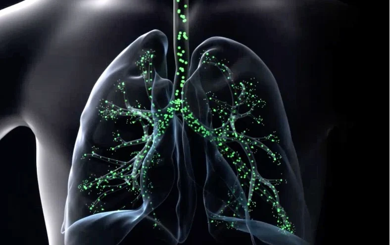 Illustration of lungs