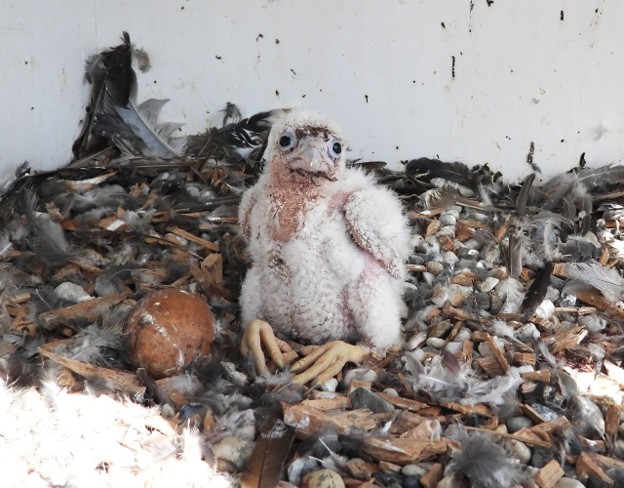 Falcon in nesting box High Tech Campus Eindhoven