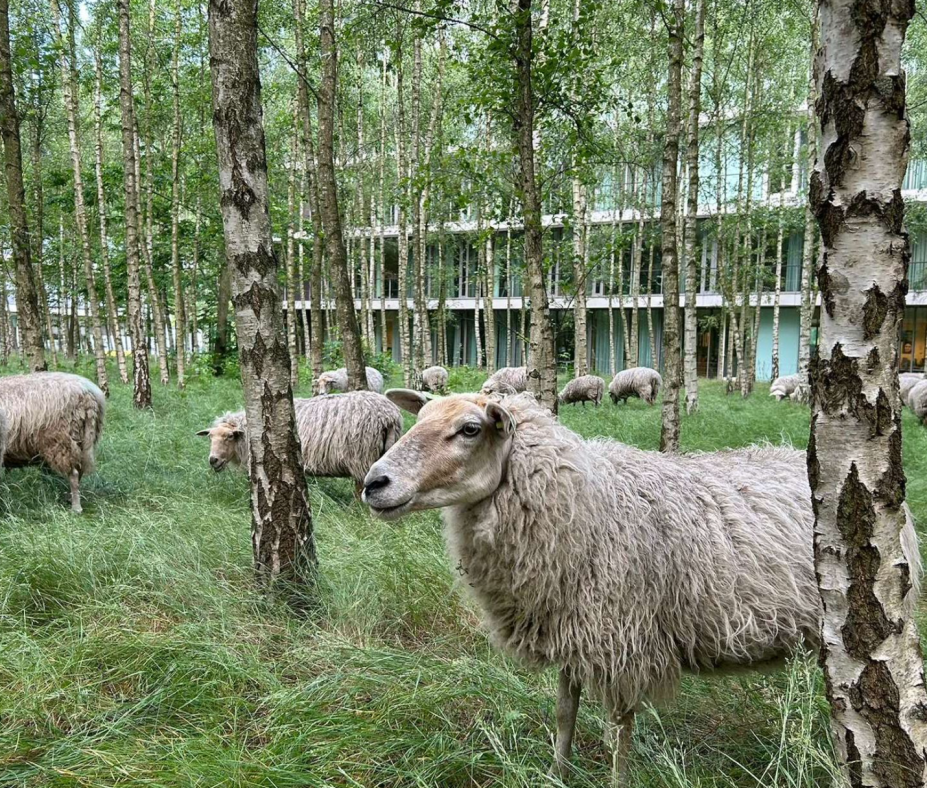Sustainability and biodiversity at High Tech Campus Eindhoven