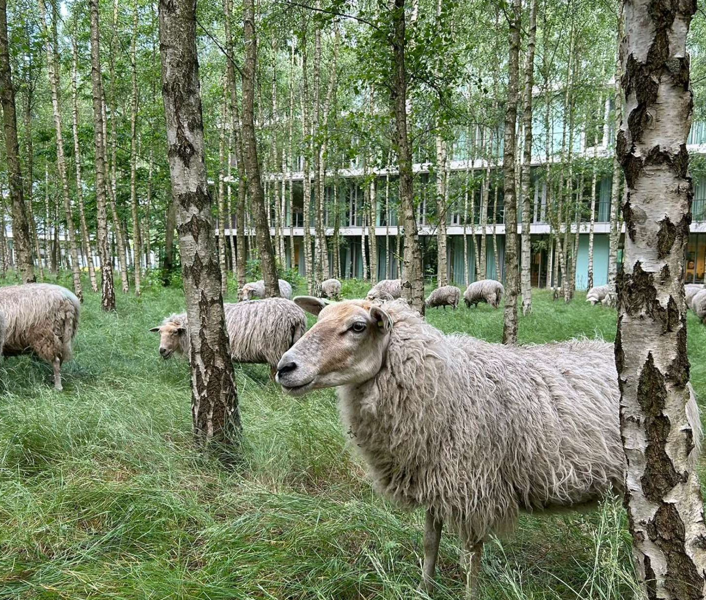 Sheep High Tech Campus Eindhoven