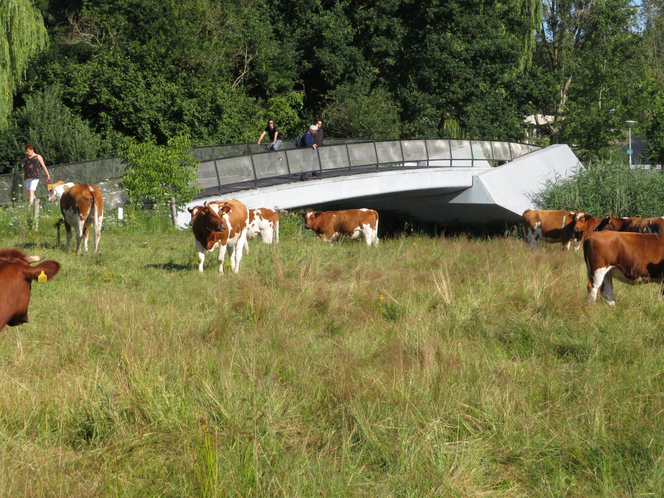 Cows High Tech Campus Eindhoven