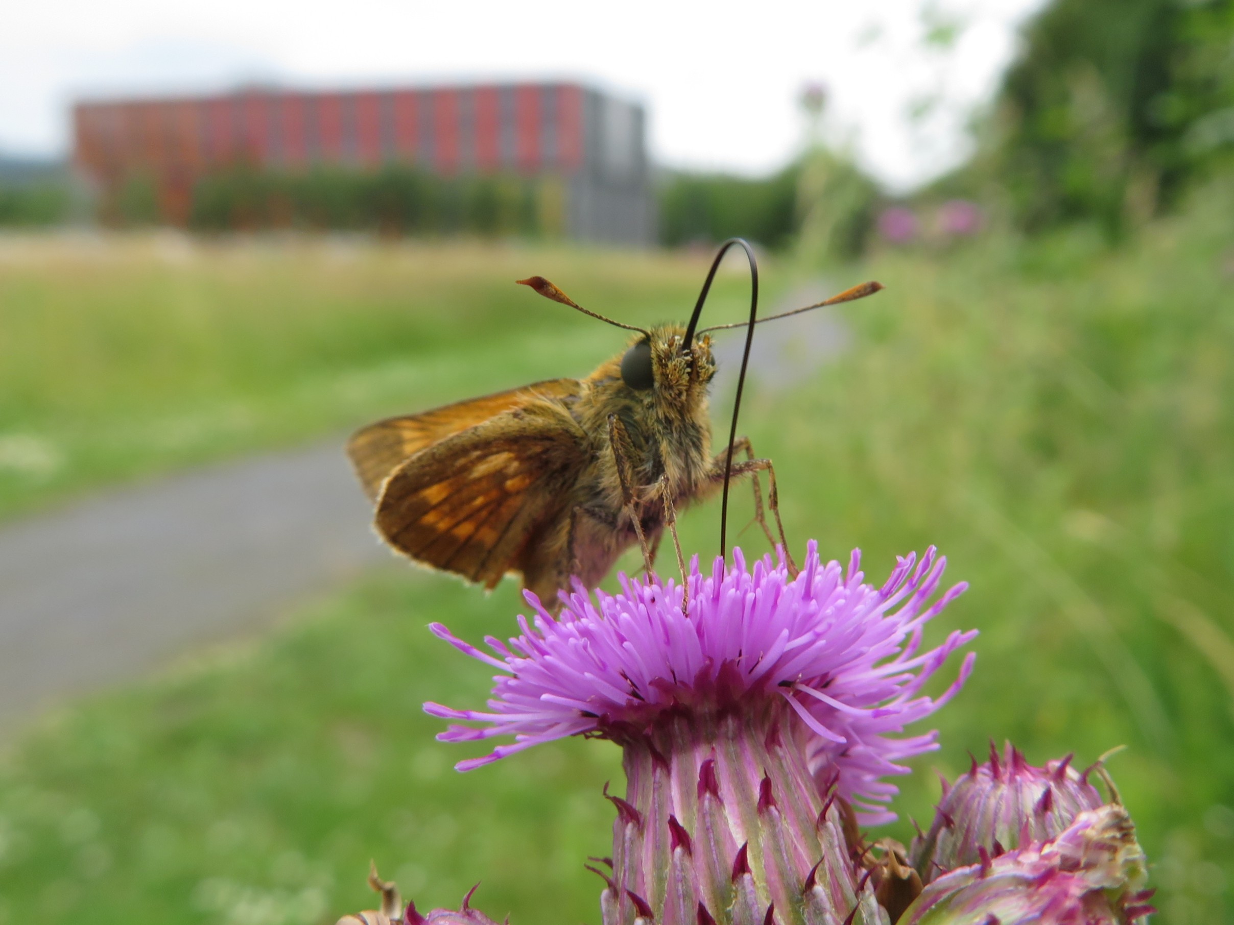 Dikkopje High Tech Campus Eindhoven
