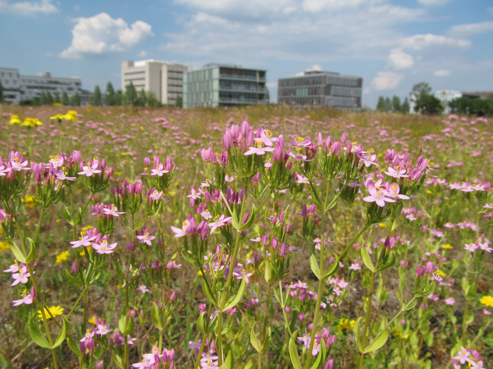 Duizendguldenkruid High Tech Campus Eindhoven