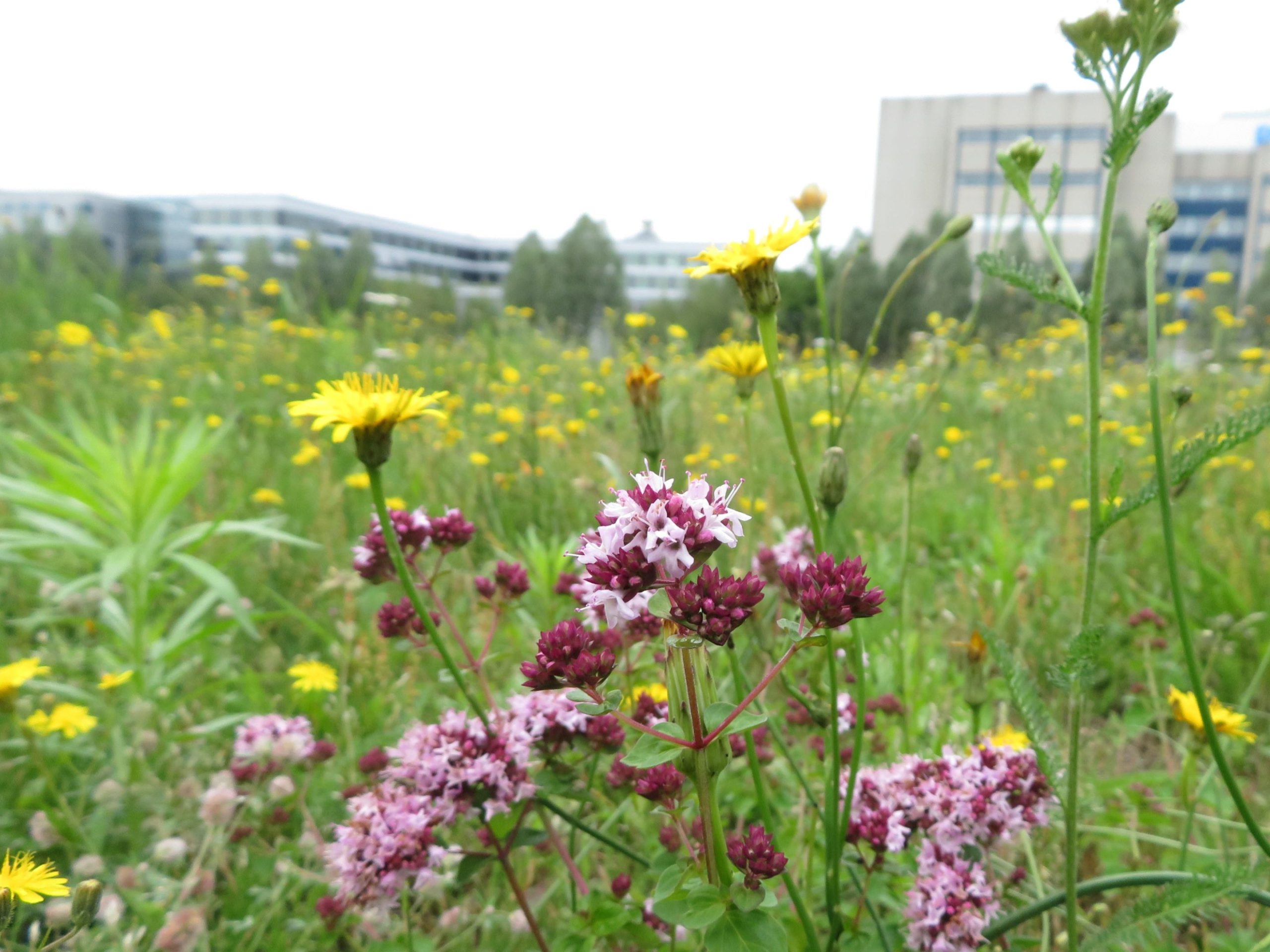 Grasslands High Tech Campus Eindhoven