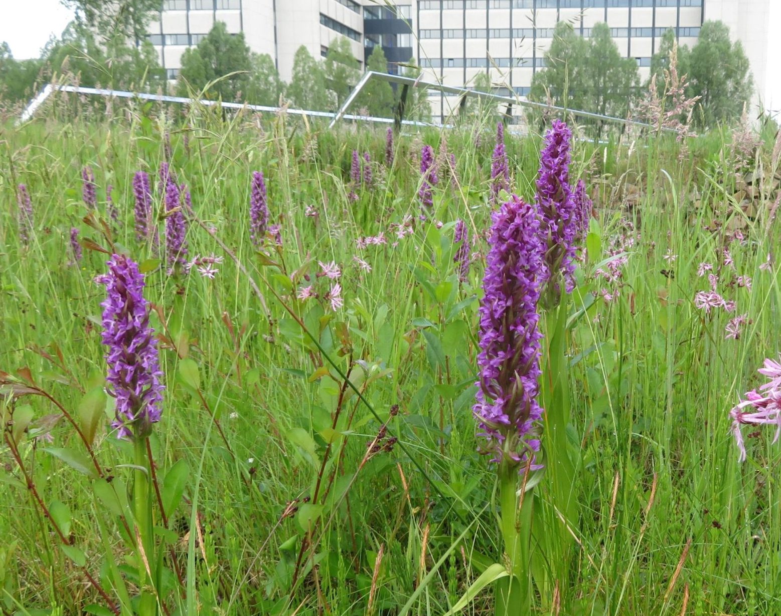 Rietorchis High Tech Campus Eindhoven